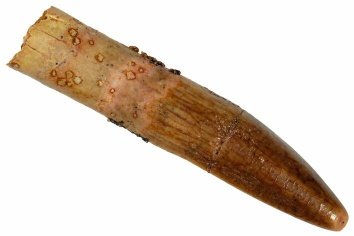 Fossil Sauropod Dinosaur (Titanosaur) Tooth - Morocco #329041